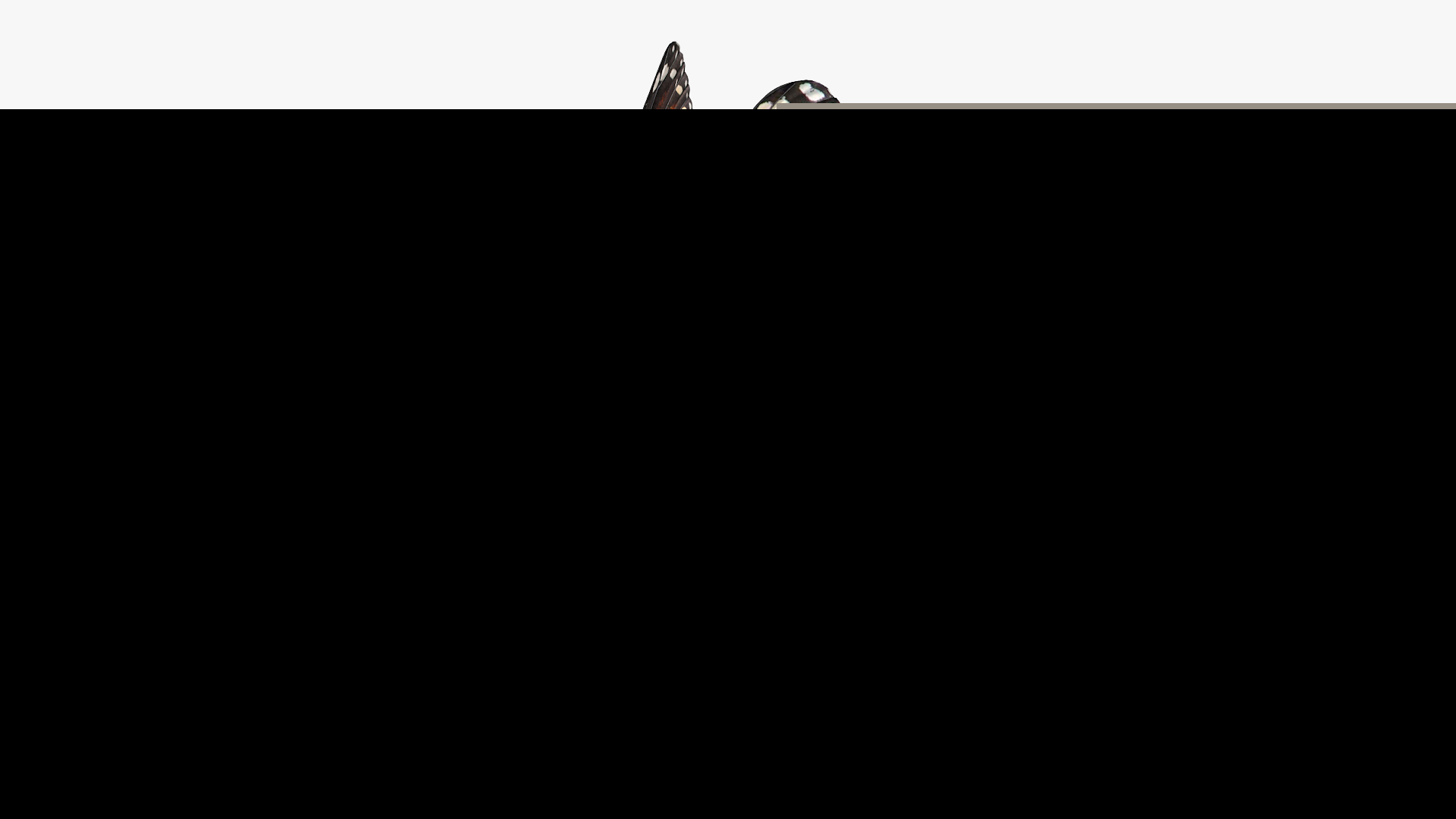 images/goods_img/20210319/Animated Flying Monarch Butterfly Fur Rigged 3D/3.jpg
